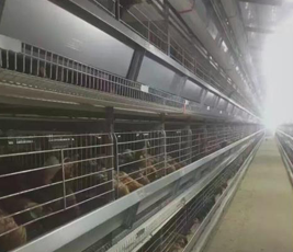 肉鸡笼