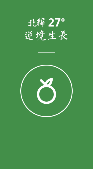 茶籽榨油 炒菜少油煙