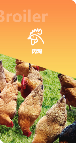 香蕉视频污污污农牧