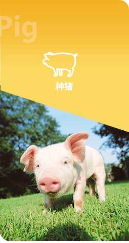 香蕉视频污污污农牧