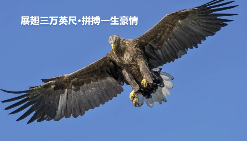 職業機會