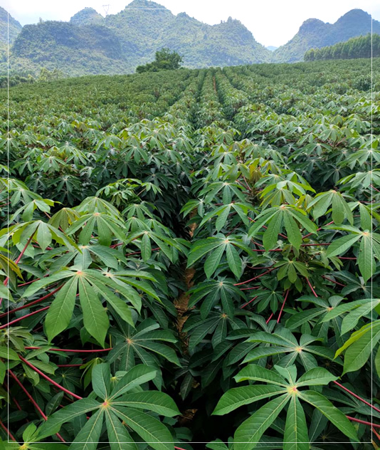 都安红河淀粉有限公司 都安红河淀粉有限公司