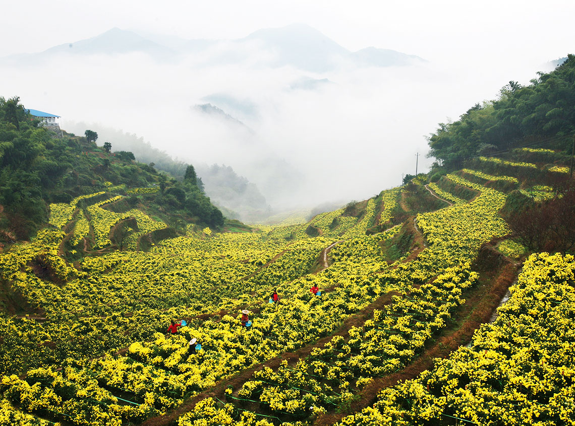 種植標準