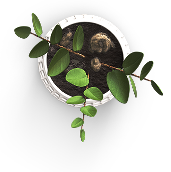 藍斯頓 藍斯頓
