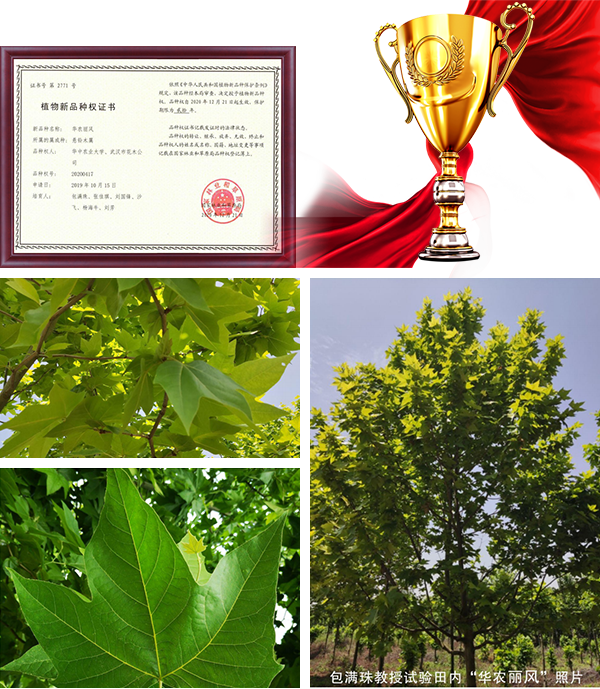 華農麗風