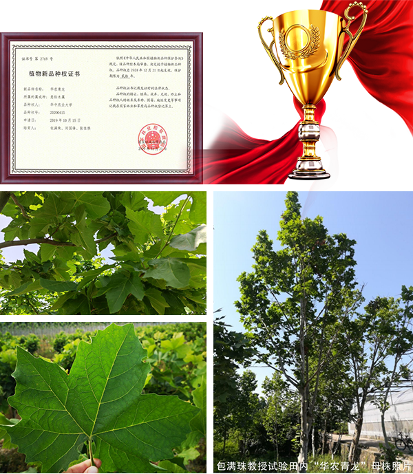 華農(nóng)青龍