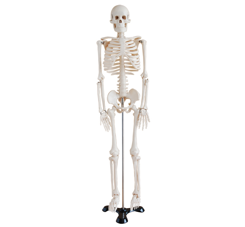 人體骨骼模型85CM