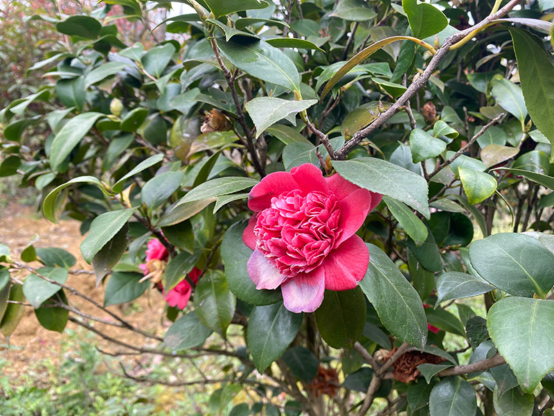茶花樹