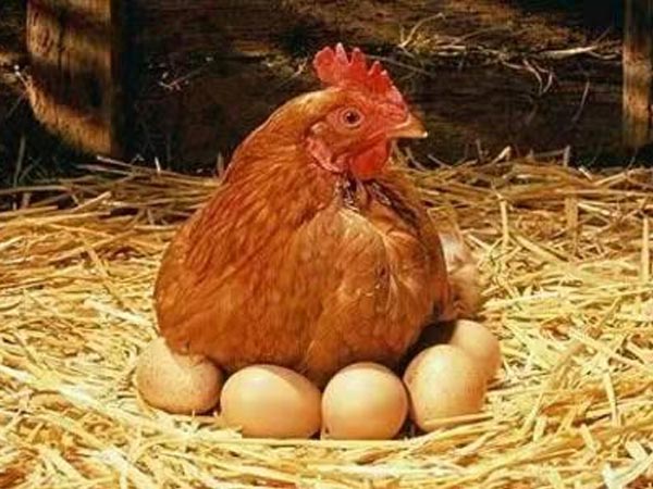 蛋鸡养殖八层治理精细