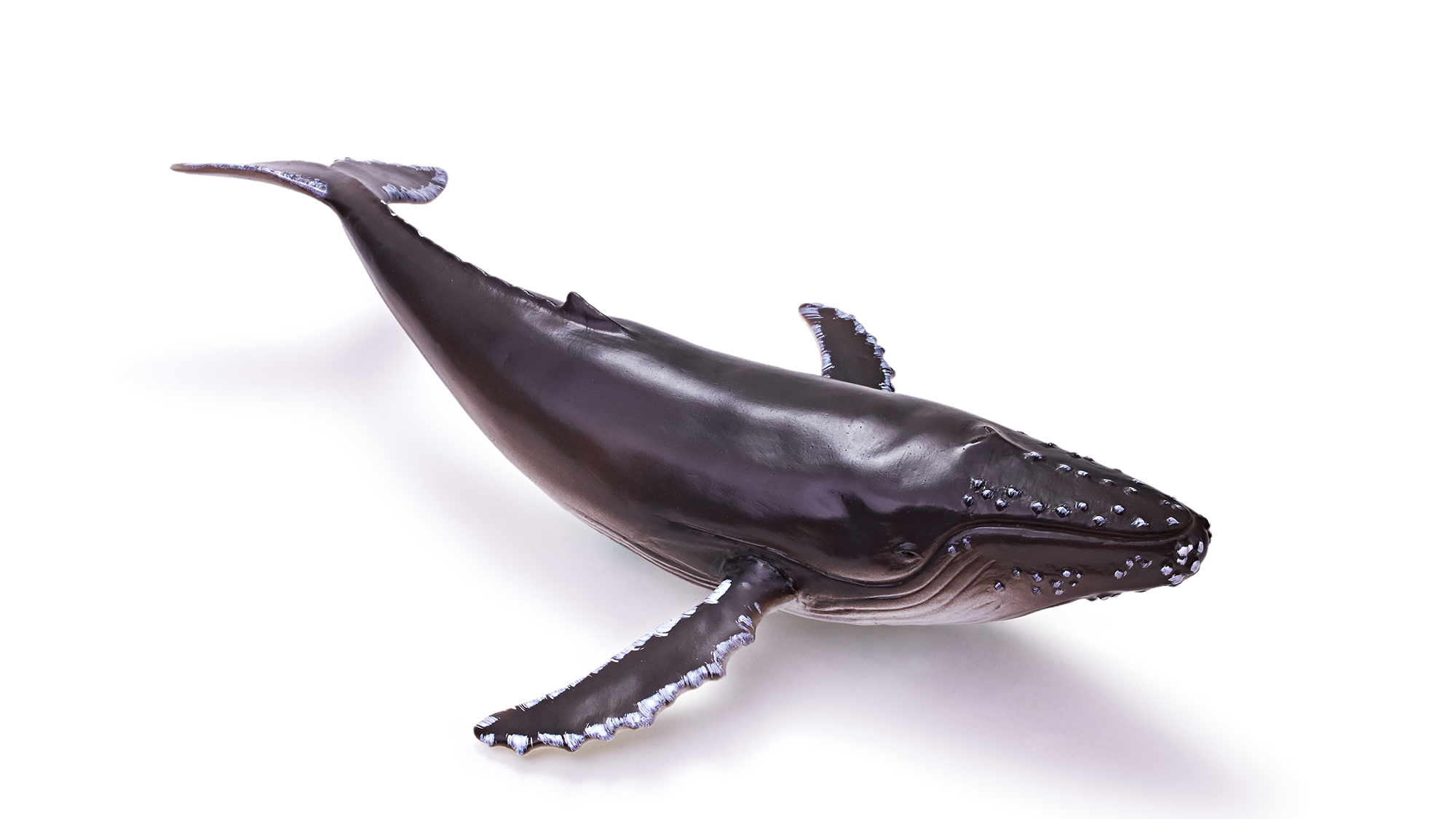 Marine Animal Model Toy - Humpback Whales｜Megaptera novaeangliae