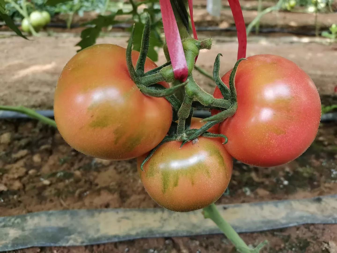 肥料大漲！番茄如何施鉀肥，肥效才能更高效？