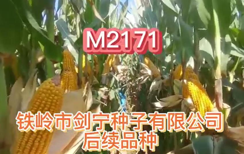 抗倒玉米種子廠家講一講把握玉米栽種重要管理方法
