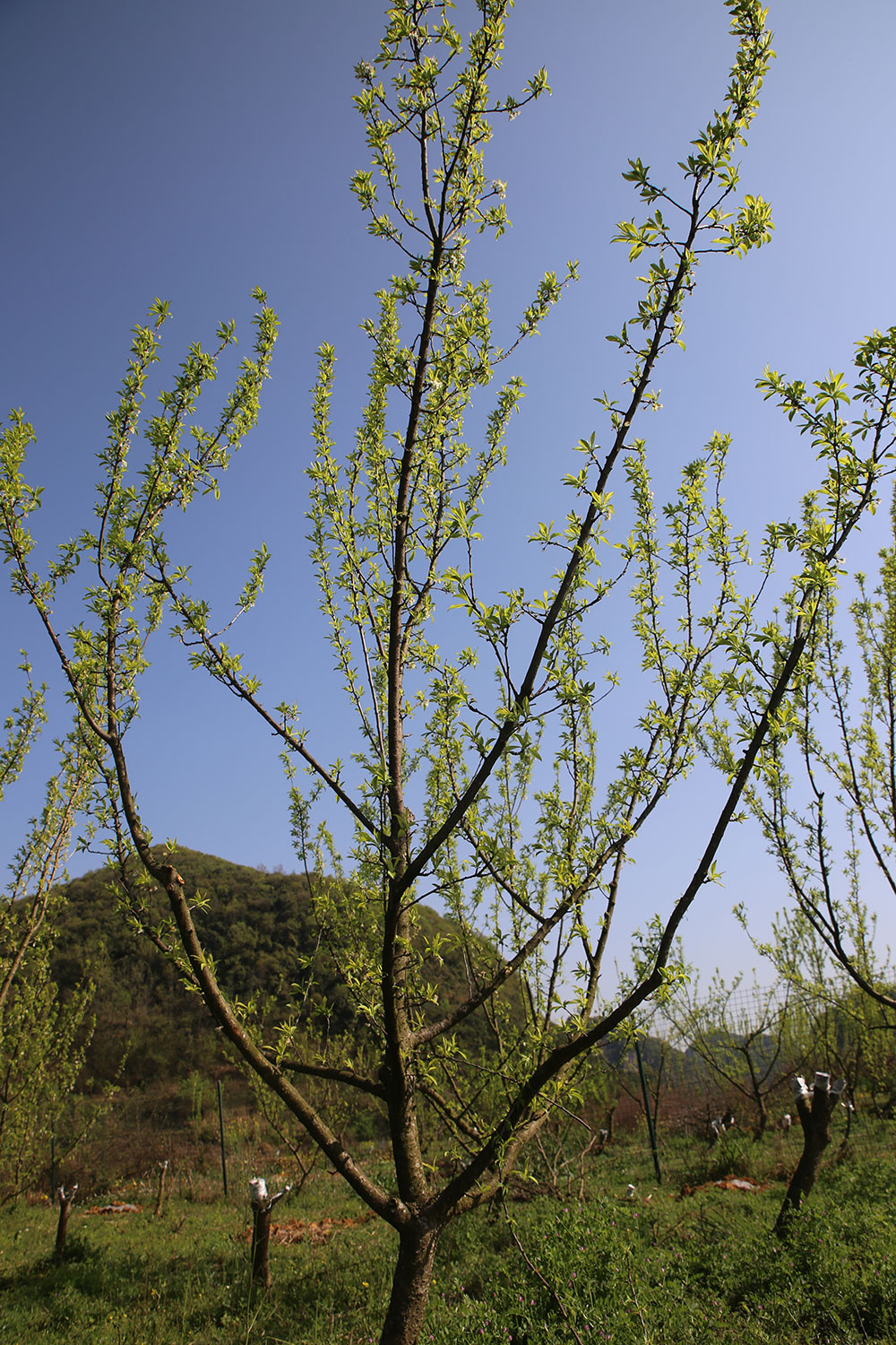 蜂糖李-(2)
