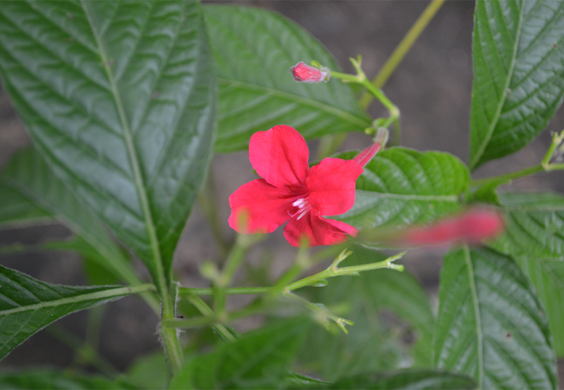 紅花蘆莉