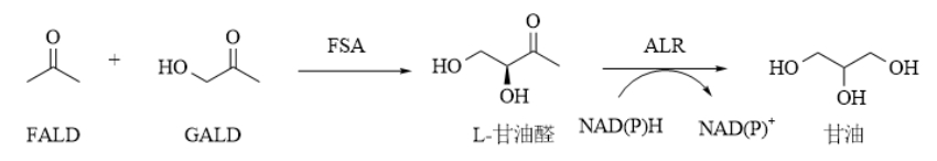 ChemCatChem：以乙醇醛和甲醛为底物，通过酶法催化合成甘油