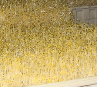 綠豆芽