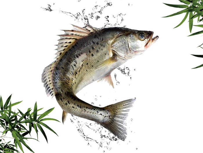 最近吃海鱸魚很劃算 最近吃海鱸魚很劃算