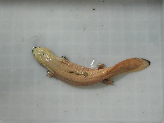 娃娃魚