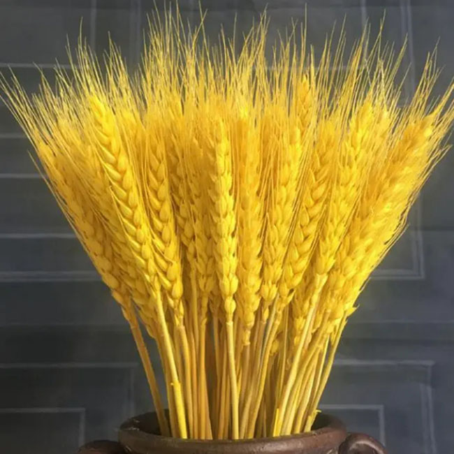 麥穗 麥穗