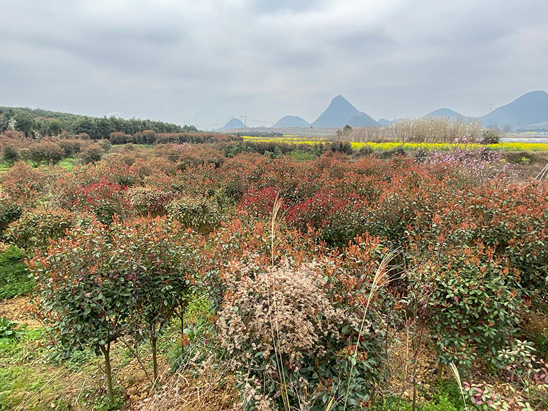 紅葉石楠