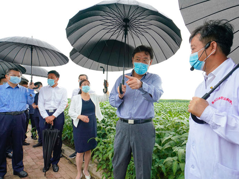 王文濤：立足抗災搶豐收 千方百計奪秋糧