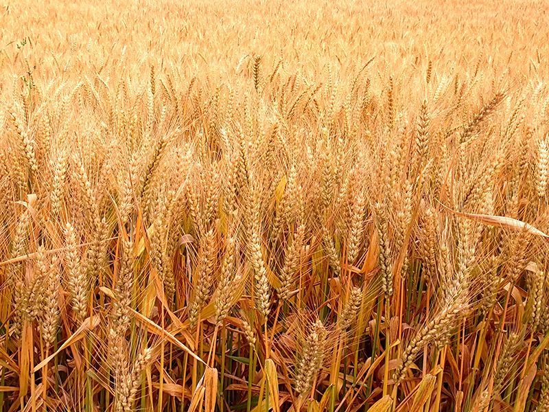 麥田復播大豆的雜草防除措施