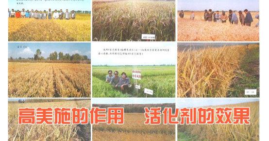 公司第一個水稻、大豆新品種專家田間鑒評會成功召開。 