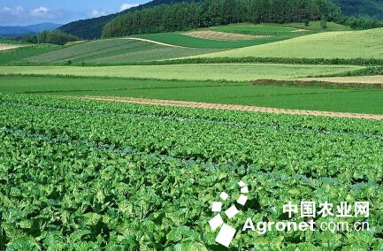 農業農村部:全國蔬菜生產總體正常 供應總量充足 農業農村部:全國蔬菜生產總體正常 供應總量充足