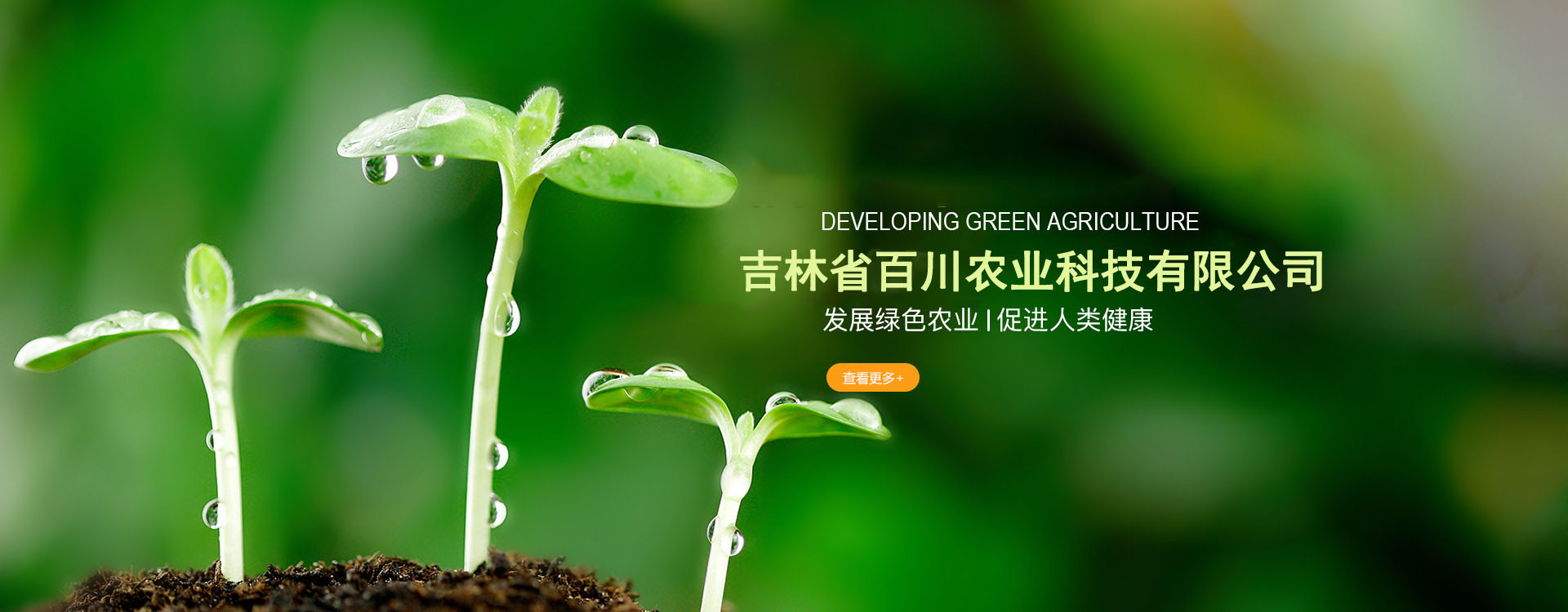 玉米的价值健康