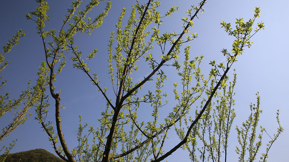 蜂糖李-(1)