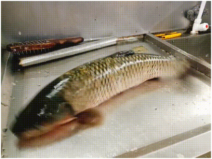 牢記3點健康吃魚