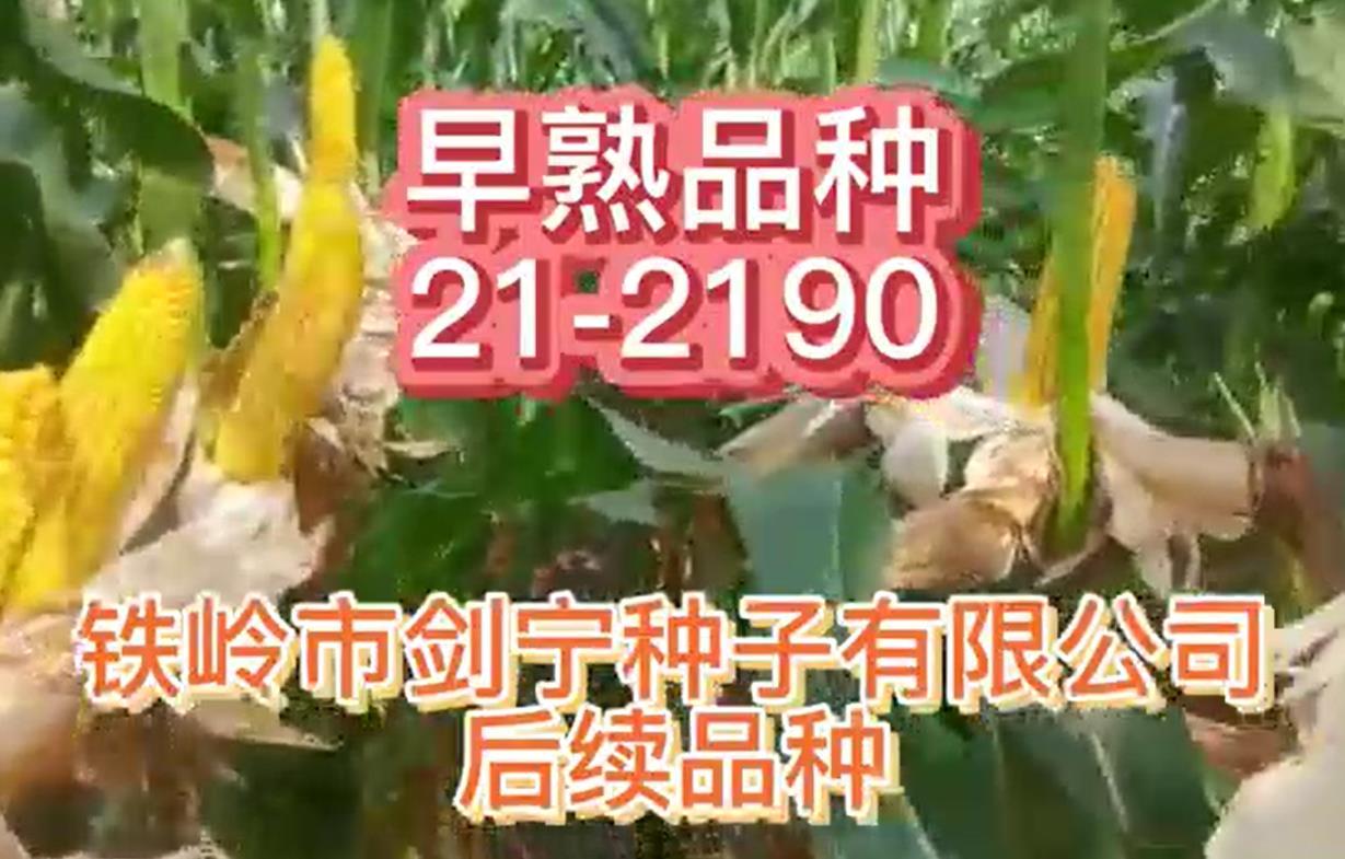 玉米种子的贮藏准备是怎样的？高产抗旱玉米种子商家为你讲解！
