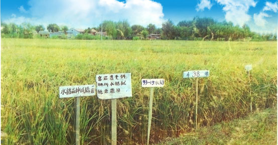  公司兩個大品種9315水稻和92255大豆全面開發 