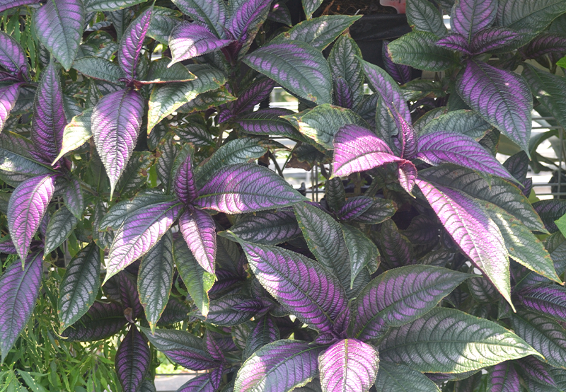 紅背耳葉馬藍(lán)