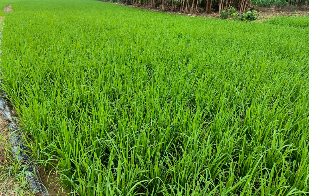 水稻用肥有講究，增產抗逆“四步走”！