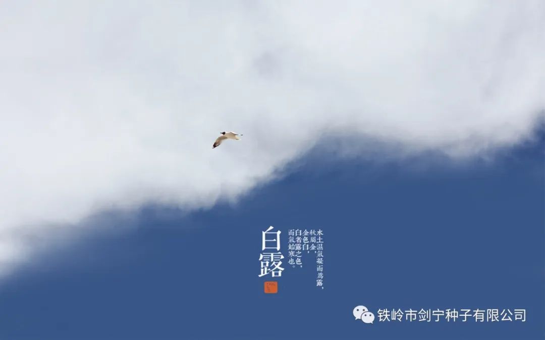 天高白露下，露從今夜白