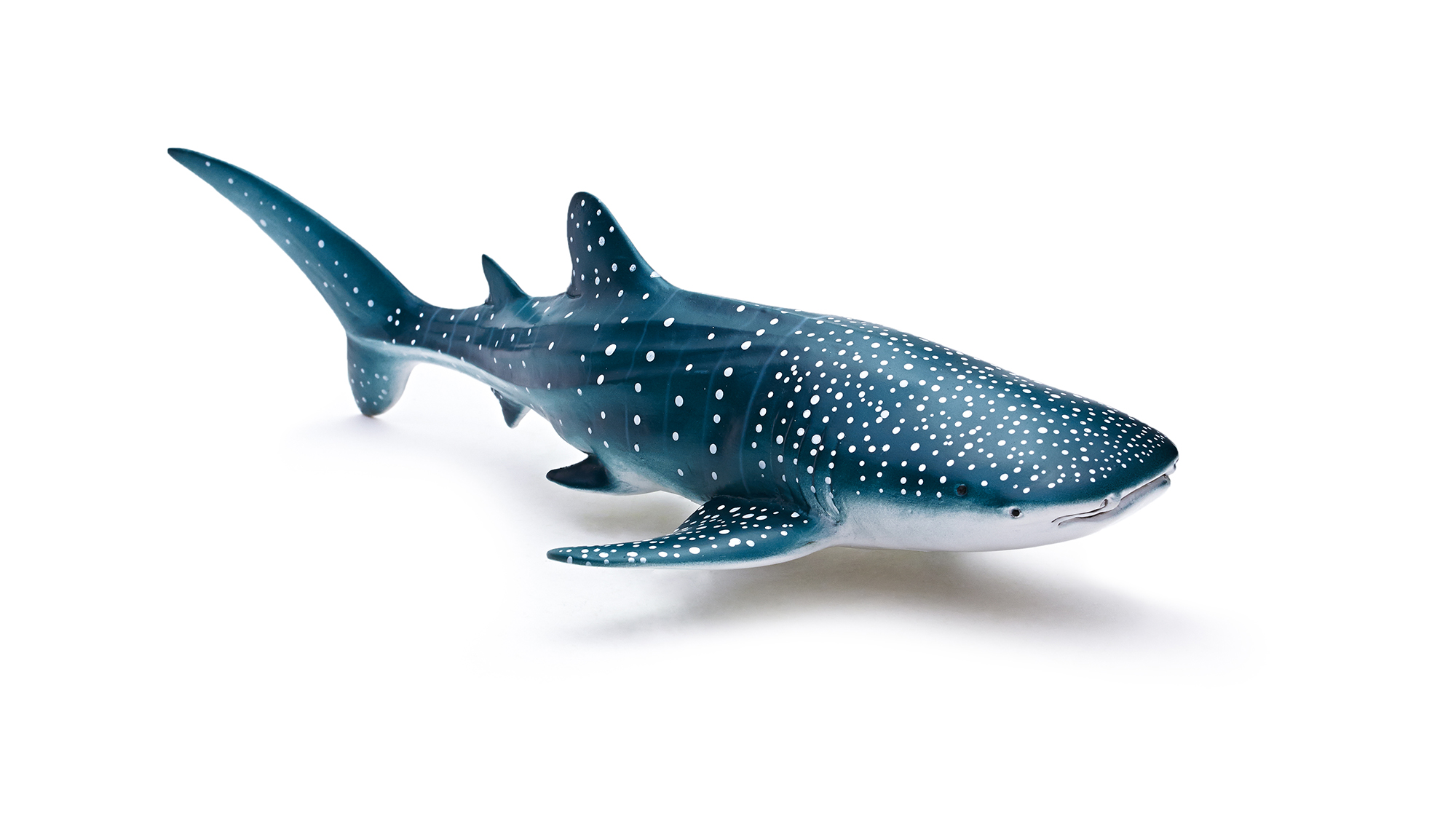 Ocean Animal toy - Whale Shark Toy｜Rhincodon typus