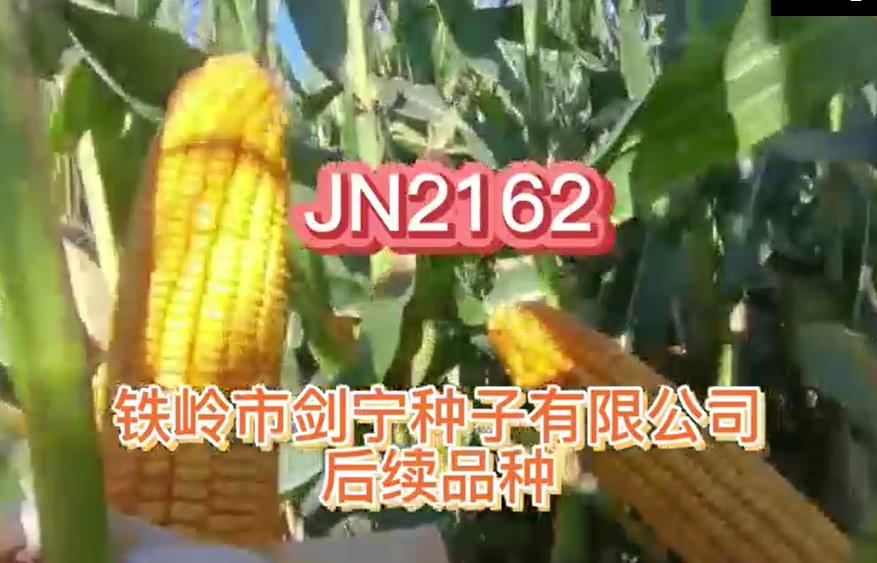 遼寧玉米種子批發廠家為大家說它的注意事項？