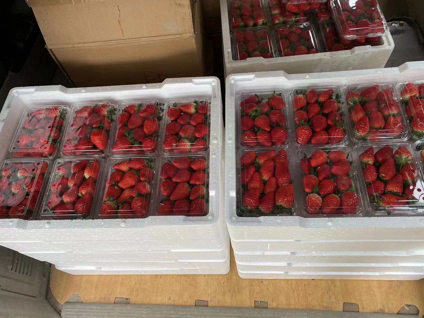 12月草莓管理，防寒保溫，早上市，防早衰