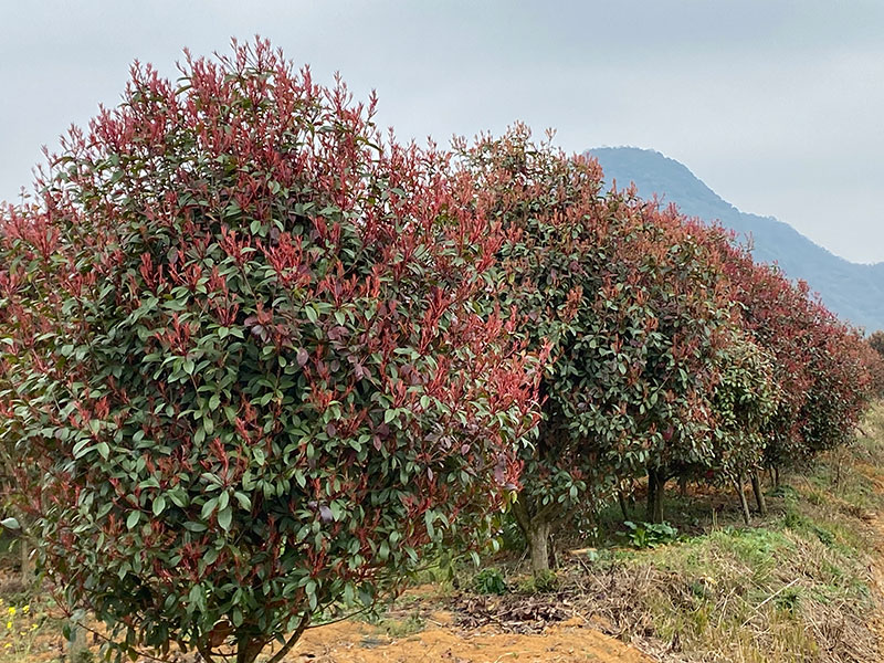 紅葉石楠1