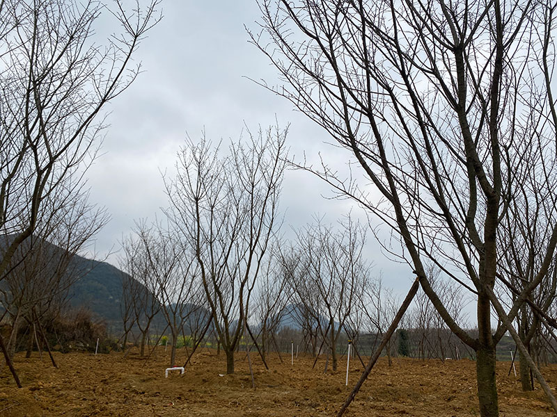 櫻花