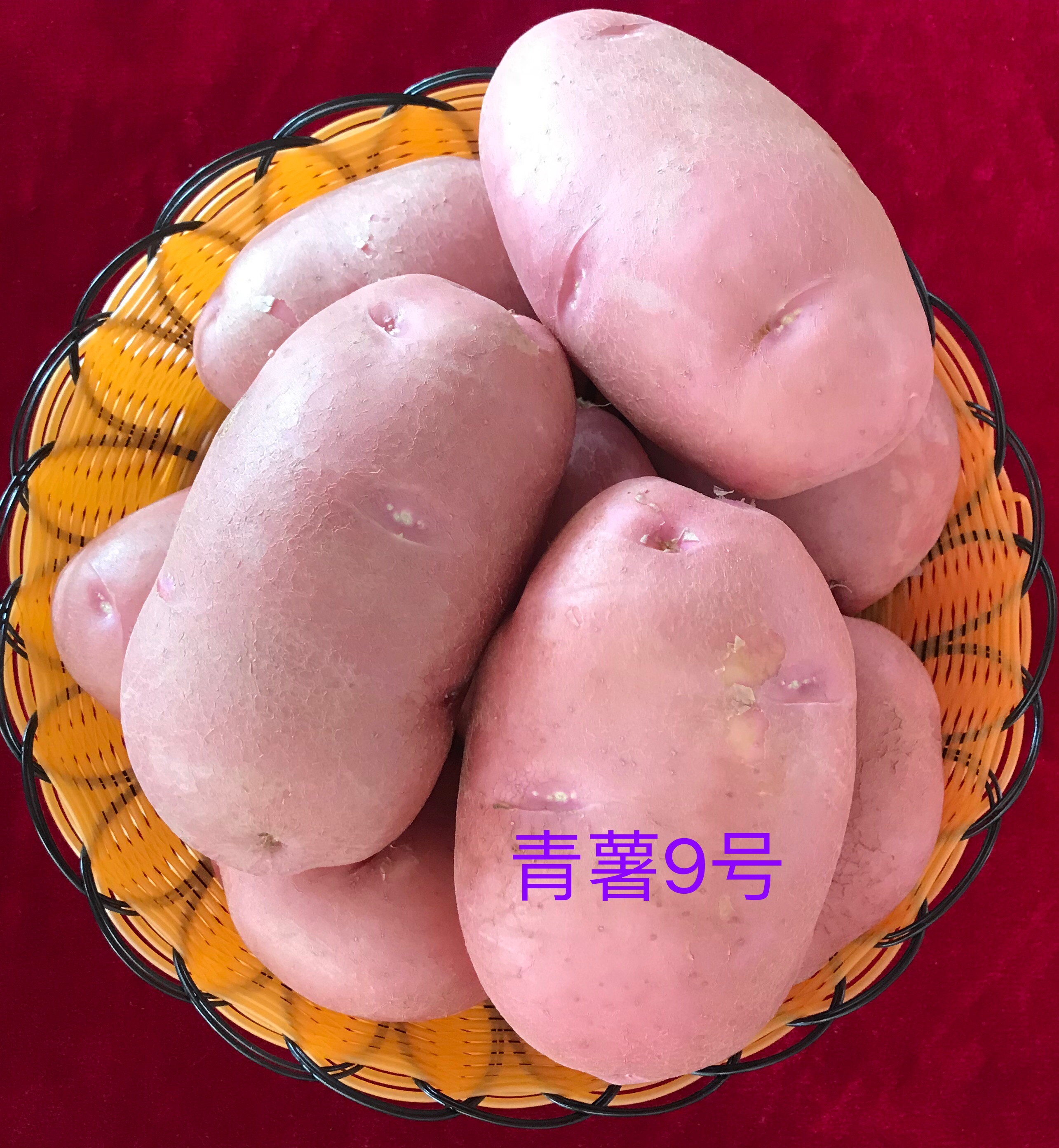 青薯9號