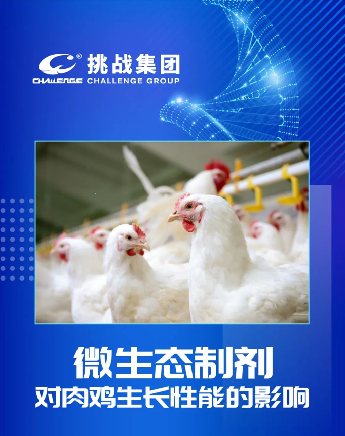 华体会体育技术｜微生态制剂对肉鸡生长性能的影响
