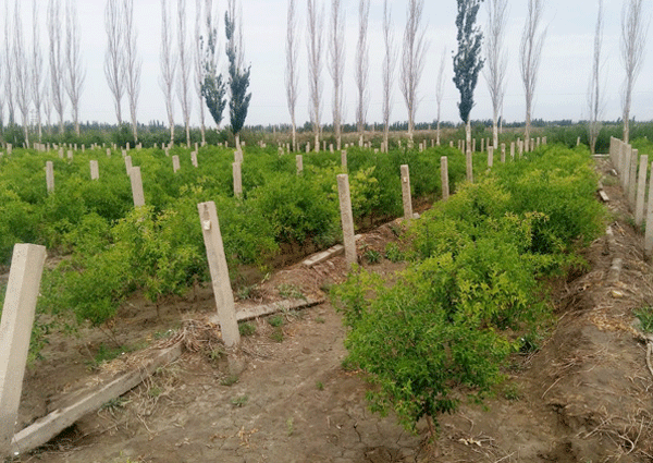新疆红枣基地施肥