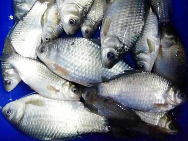 釣魚