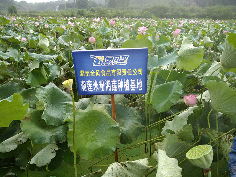 金風食品湘蓮米粉湘蓮種植基地