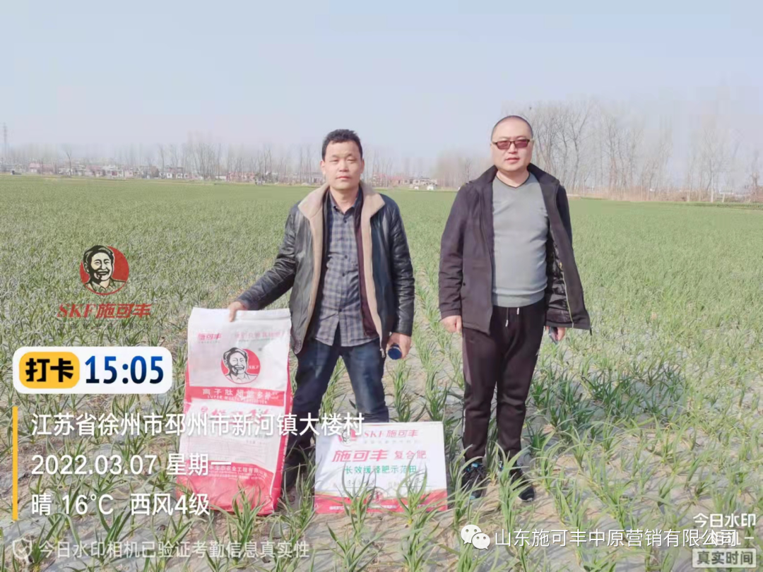 施可豐邳州高產大蒜示范田回訪