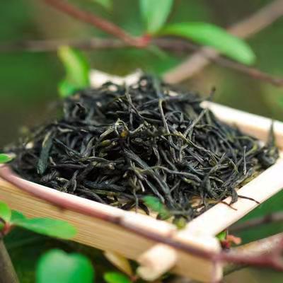 一株乌龙茶树的百年漂移：从品质没落到出口成功
