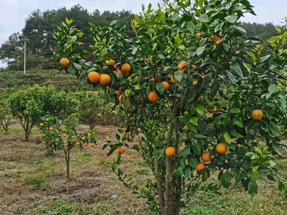 柑橘采果肥要重視，直接關系到來年產量