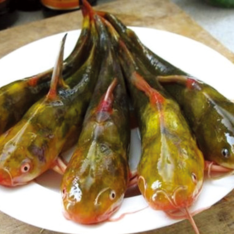 連環湖野生魚黃顙魚
